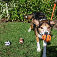 Sports Balls, Dog Toy with Squeakers, 3 Pack: Football, Soccer, Basketball